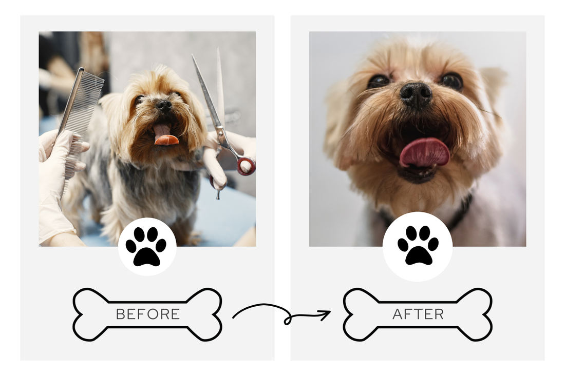 Before and after grooming transformation 6