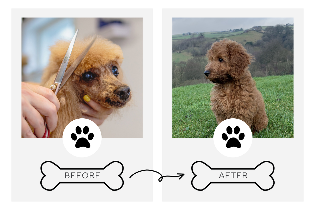 Before and after grooming transformation 5
