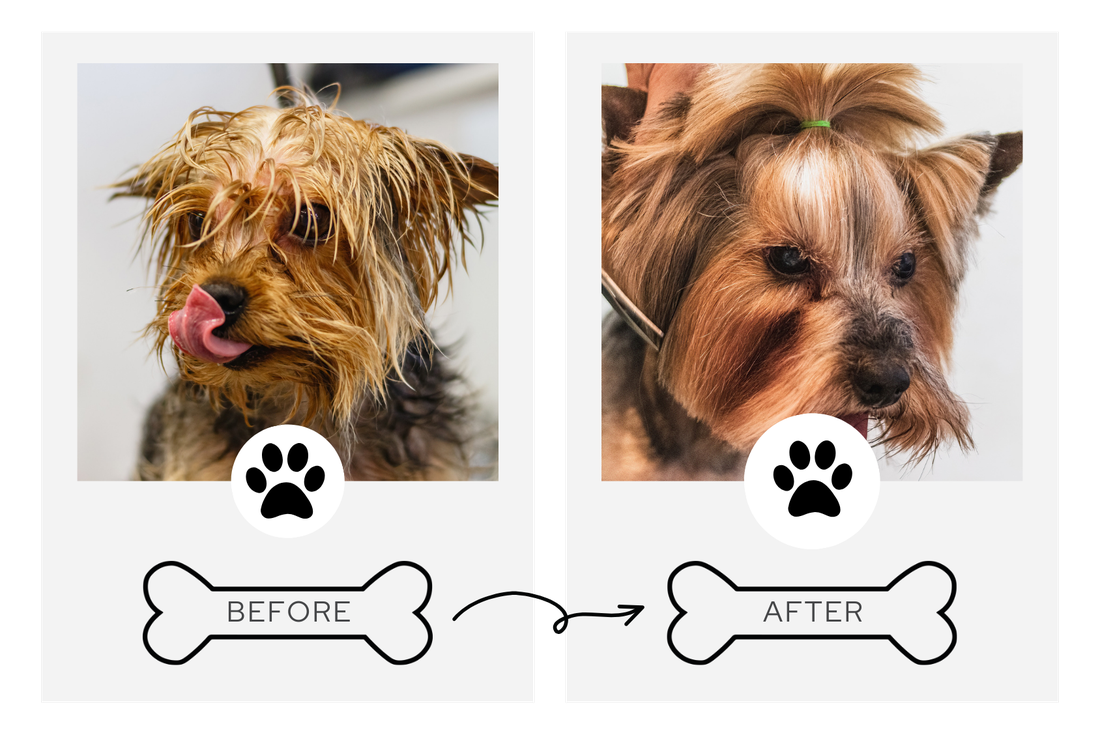Before and after grooming transformation 4