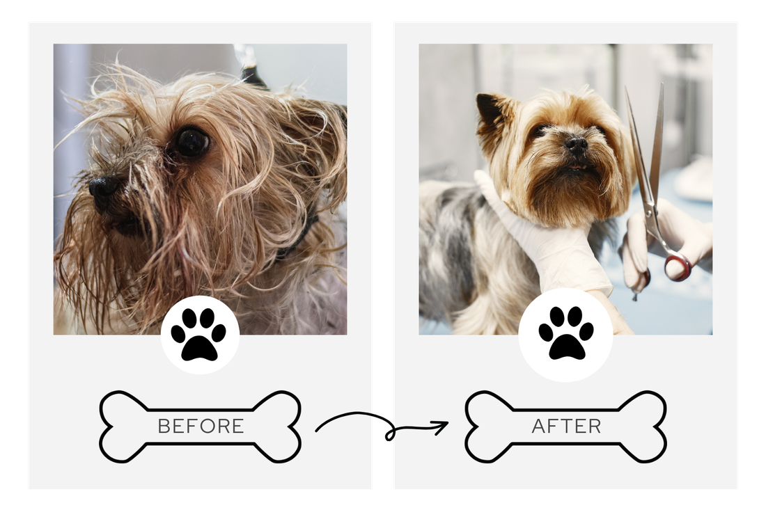 Before and after grooming transformation 1