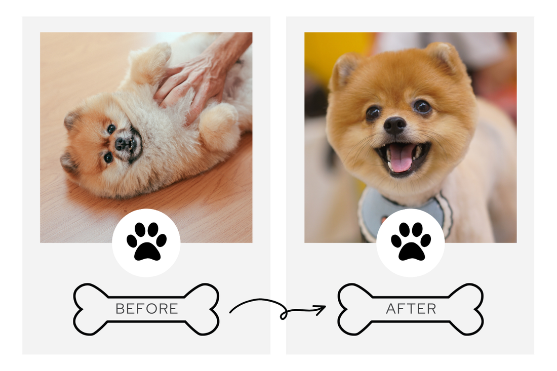 Before and after grooming transformation 2