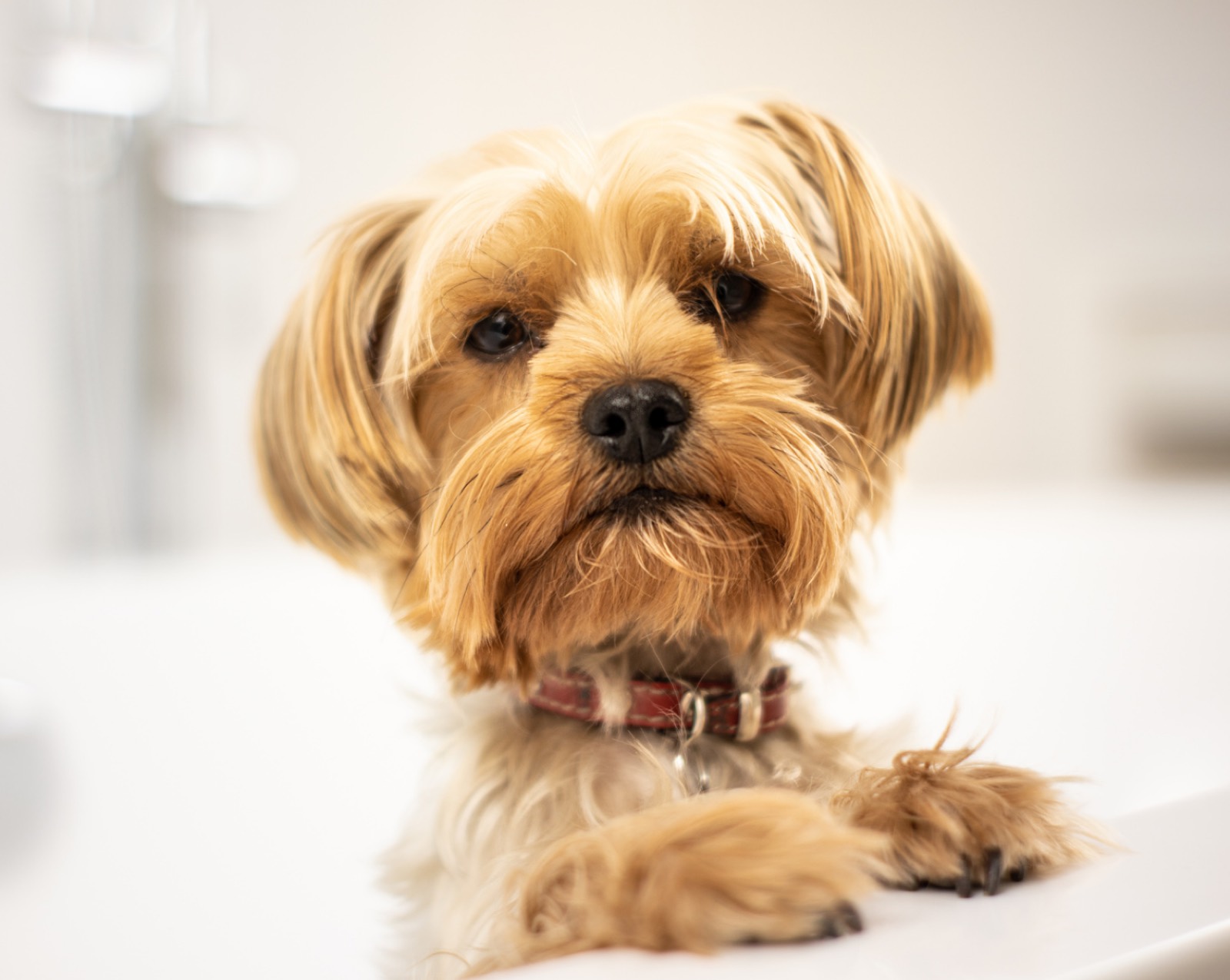 Bath and Blow Dry