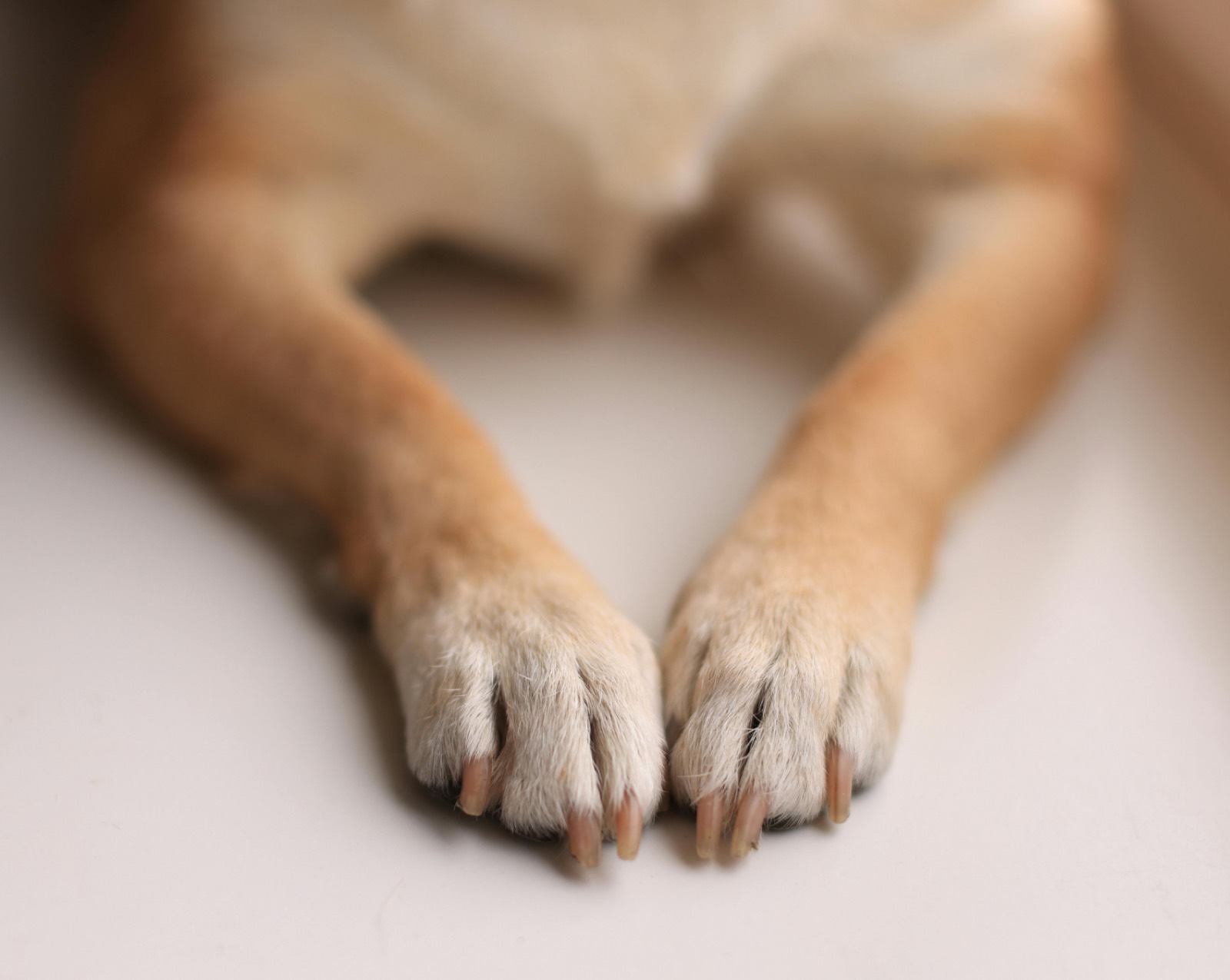Pawdicure