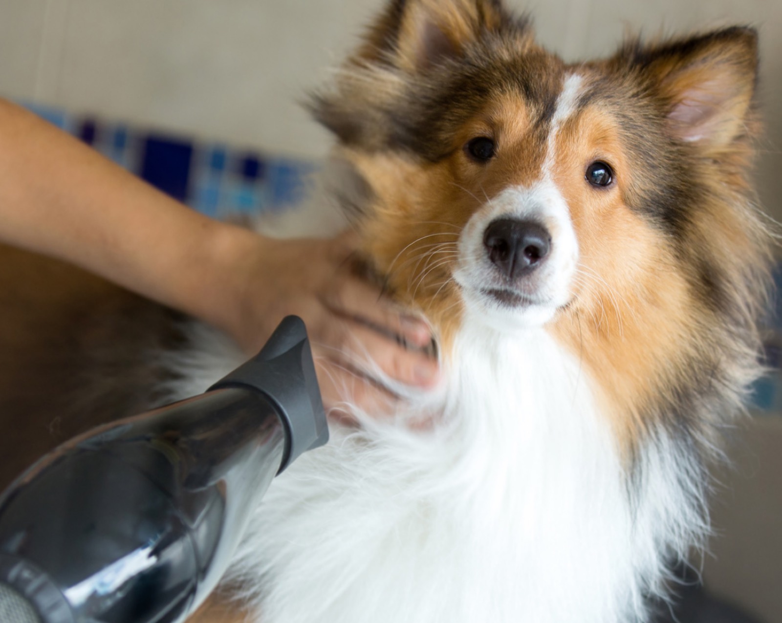De-Shedding
